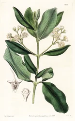 Madeira da Índia - Rumeiro da baía, Pimenta racemosa (cravo selvagem, Myrcia acris), nativo das Caraíbas. Gravura em chapa de cobre colorida à mão por Swan, após ilustração de Sydenham Edwards da "Botanical Magazine" de Samuel Curtis, Londres.