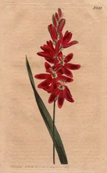 Ixia carmesim ou flor envelhecida, cor ecarlate escura. Ixia carmesim ou ixia de flor estendida com flores carmesim profundas. Ixia patens. Gravura em chapa de cobre colorida à mão a partir de uma ilustração botânica de Sydenham Edwards de "Botanical Magaz