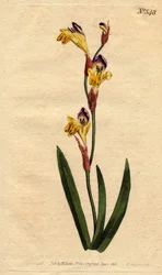Ixia tem corolla ringente de cor roxa amarela e marrom. Ringente ixia com flores amarelas, roxas e marrons. Ixia bicolor. Gravura em chapa de cobre colorida à mão a partir de uma ilustração botânica de Sydenham Edwards da "Botanical Magazine" de William Cu