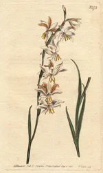 A Ixia tem veias brancas, amarelas e laranjas. Ixia florida com veias brancas, laranjas e amarelas. Ixia radiata. Gravura em chapa de cobre colorida à mão a partir de uma ilustração botânica de Sydenham Edwards da "Botanical Magazine" de William Curtis 179