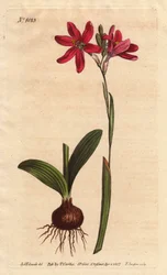 Ixia pink. da família dos lírios sul-africanos, descrita com bulbo e folhas. Ixia rosa rosa, uma bela flor rosa da família dos lírios da África do Sul, mostrada com bulbo e folhas à esquerda. Ixia latifolia (Ixia capillaris). Placa de cobre colorida à mão 