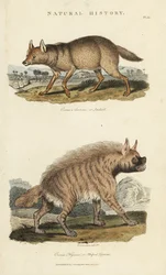 Chacal e hiena - Chacal dourado, Canis aureus, e hiena listrada, Hyaena hyaena. Gravura em chapa de cobre colorida à mão depois de Sydenham Edwards de John Mason Good