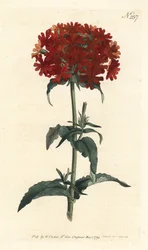 Jerusalem Cross - Amor ardente, Silene chalcedonica (Scarlet lychnis, Lychnis chalcedonica). Gravura em chapa de cobre colorida à mão por Sansom depois de uma ilustração de Sydenham Edwards da revista Botanical de William Curtis, Londres