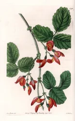 Kennedia macrophylla, planta nativa da Austrália, espécies raras em perigo - Placa gravada por S. Watts, a partir de uma ilustração de Sarah Anne Drake (1803-1857), do Botanical Register of Sydenham Edwards (1768-1819), Inglaterra