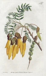 Kowhai, variedade de sophora da Nova Zelândia - Litografia de Sydenham Edwards (1768-1819), da Revista Botânica de William Curtis (1746-1799)