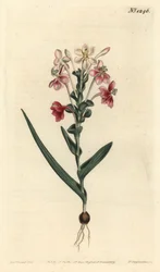 Lapeirousia pyramidalis (Lapeyrousia leopedrada, Lapeyrousia fissifolia). Gravura em chapa de cobre colorida à mão por F. Sansom Jr. após ilustração de Sydenham Edwards da revista Botanical Magazine de William Curtis, T. Curtis, Londres
