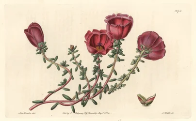Cavaleiro de flor grande ou de onze horas, nativo do Chile - S. Watts água forte de uma ilustração de Sarah Anne Drake (1803-1857), do Botanical Register