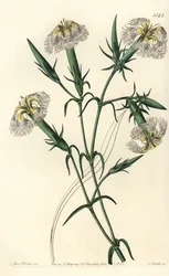 Cravo do Líbano (espécie em perigo) - Pink of Lebanon, Dianthus libanotis. Espécies em perigo. Gravura em chapa de cobre colorida à mão por S. Watts depois de uma ilustração de Miss Sarah Drake do Registo Botânico de Sydenham Edwards, Ridgeway, Londres.