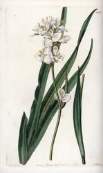 Libertia, endêmica do Chile - Gravado por S.Watts, a partir de uma ilustração de Sarah Anne Drake (1803-1857), do Botanical Register of Sydenham Edwards (1768-1819), Inglaterra