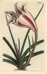 Lily Variete - Lírio da Costa do Cabo, Crinum ornatum (Amaryllis ornata). Gravura em chapa de cobre colorida à mão por F. Sansom Jr. após ilustração de Sydenham Edwards da revista Botanical Magazine de William Curtis, T. Curtis, Londres.