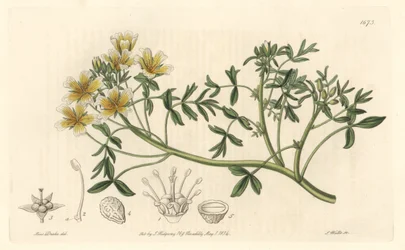 Limnanthe, originalmente da Califórnia - S. Watts Strong Water, de uma ilustração de Sarah Anne Drake (1803-1857), do Botanical Register
