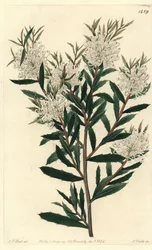 Linar-leaved hakea, Hakea linearis. Gravura em chapa de cobre colorida à mão por S. Watts após uma ilustração de J.T. Hart do Sydenham Edwards