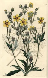Cinquefolia longifolia variete - Potentilla longifolia (Cinquefólio viscoso viscoso viscoso viscoso). Gravura em chapa de cobre colorida à mão por S. Watts após uma ilustração de M. Hart do Sydenham Edwards