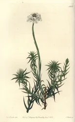 Sphenotoma de folhas longas, Sphenotoma capitatum. Gravura em chapa de cobre colorida à mão por S. Watts depois de uma ilustração de Miss Sarah Drake do Registo Botânico de Sydenham Edwards, Ridgeway, Londres