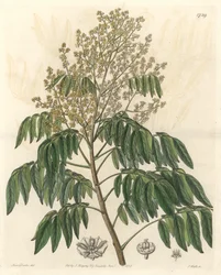 Longanier, originalmente da China - S. Watts água forte de uma ilustração de Sarah Anne Drake (1803-1857), do Botanical Register