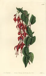 Magellan fuchsia - Hummingbird fuchsia, Fuchsia magellanica (Fuchsia globosa, Fuchsia fuchsia). Gravura em chapa de cobre colorida à mão por S. Watts depois de uma ilustração de Miss Sarah Drake do Registo Botânico de Sydenham Edwards, Ridgeway, Londres.