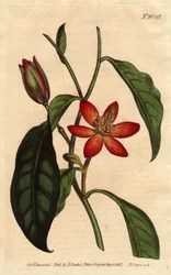 Magnólia tem caule castanho, com flores laranjas e ecarlatos, nativos da China. Magnólia de caule marrom, com flores escarlate e laranja. Nativa da China. Magnólia fuscata. Gravura em chapa de cobre colorida à mão a partir de uma ilustração botânica de Syd
