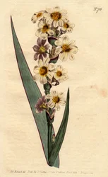 Marica tem flores brancas, amarelas estriadas e linhas roxas. Marica estriada com flores brancas, amarelas e listradas puras. Marica striata. Gravura em chapa de cobre colorida à mão a partir de uma ilustração botânica de Sydenham Edwards da obra "B