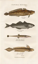 Peixes marinhos das águas costeiras europeias