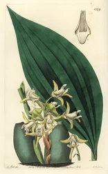 Maxillaria palmifolia orquídea (Maxillaria amarelo pálido, Maxillaria decolor). Gravura em chapa de cobre colorida à mão por S. Watts após uma ilustração de M. Hart do Sydenham Edwards