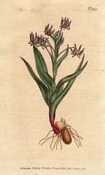 Melanthium ramificação, com muitas flores pequenas lilás, bulbo e raízes. Ornithoglossum viride (Melanthium viride) Gravura em chapa de cobre colorida à mão a partir de uma ilustração botânica.