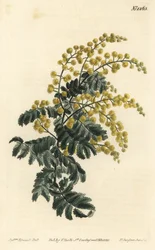 Mimosa - Downy wattle, Acacia pubescens, vulnerável (Mimosa de haste peluda, Mimosa pubescens). Gravura em chapa de cobre colorida à mão por F. Sansom Jr. após ilustração de Sydenham Edwards da revista Botanical Magazine de William Curtis, T. Curtis, Londr