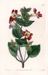 Mimule variete, chamada monkey flower ou musk flower - Tábua gravada por S.Watts, de uma ilustração de Sarah Anne Drake (1803-1857), do Botanical Register of Sydenham Edwards (1768-1819), Inglaterra