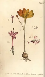 Monandria 1,2, pano de ouro, Crocus angustifolius (Triandria) 3, e o Sombra de Feiticeiro, Circaea alpina (Diandria) 4,5. Gravura em chapa de cobre colorida à mão de uma ilustração botânica de Sydenham Edwards para as Lectures on Botany de William Curtis, 
