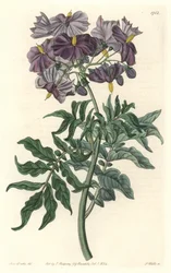 Morelle (Solanum), natural do Chile - Água forte de S. Watts de uma ilustração de Sarah Anne Drake (1803-1857), do Botanical Register