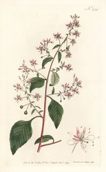 Mosquito flor ou lopezia mexicana, Lopezia racemosa. Gravura em chapa de cobre colorida à mão por Sansom após ilustração de Sydenham Edwards da revista Botanical Magazine de William Curtis, Londres.