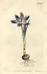Crocus de montanha, Crocus serotinus. Gravura em chapa de cobre colorida à mão por F. Sansom Jr. após ilustração de Sydenham Edwards da revista Botanical Magazine de William Curtis, T. Curtis, Londres