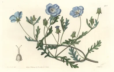 Namophile maculee, originalmente da Califórnia - Water forte de S. Watts de uma ilustração de Sarah Anne Drake (1803-1857), do Botanical Register