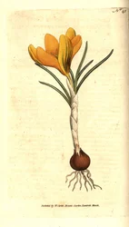 Nápoles crocus ou spring crocus, spring crocus - crocus spring crocus, crocus vernus. Gravura em chapa de cobre colorida à mão depois de uma ilustração botânica de Sydenham Edwards da revista The Botanical Magazine de William Curtis, Lambeth Marsh, Londres