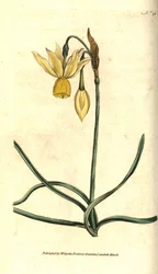 Narciso - narciso refletido, Narciso triandrus. Gravura em chapa de cobre colorida à mão após uma ilustração botânica de James Sowerby da revista The Botanical Magazine de William Curtis, Lambeth Marsh, Londres.