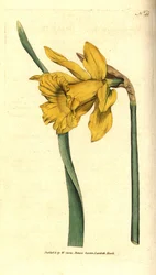 Narciso - narciso espanhol, Narciso hispanicus (Grande narciso, Narciso major). Gravura em chapa de cobre colorida à mão depois de uma ilustração botânica da revista The Botanical Magazine de William Curtis, Lambeth Marsh, Londres.