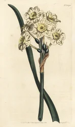 Narcissus a bouquet - Narcissus tazetta (Narcissus narcissus; Narcissus orientalis) - Gravura em chapa de cobre colorida à mão de F. Sansom Jr. depois de uma ilustração de Sydenham Edwards da revista Botanical Magaz de William Curtis