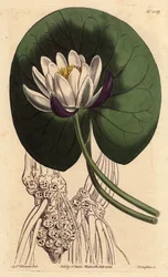 Nenuphar tem uma grande flor branca na frente de toda a sua folha redonda. Nenuphar tem um nenúfar com uma grande flor branca em frente a toda a sua folha redonda. Nymphaea nitida. Gravura em chapa de cobre colorida à mão a partir de uma ilustração botânic