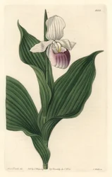Orchid, Royal Cypripede - Water forte de S. Watts a partir de uma ilustração de Sarah Anne Drake (1803-1857), do Botanical Register