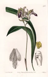 Orquídea: Variedade de Bletia of America - Placa gravada por S.Watts, de uma ilustração de Sarah Anne Drake (1803-1857), do Botanical Register of Sydenham Edwards (1768-1819), Inglaterra