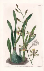 Orchid: epidendre grele - Tábua gravada por S.Watts, de uma ilustração de Sarah Anne Drake (1803-1857), do Botanical Register of Sydenham Edwards (1768-1819), Inglaterra