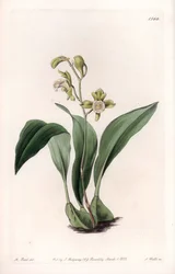 Orchid: maxillary a bunches - Tábua gravada por S.Watts, de uma ilustração de Sarah Anne Drake (1803-1857), do Botanical Register of Sydenham Edwards (1768-1819), Inglaterra