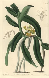 Orchid variete Saccolabium - Acampe praemorsa orchid (Pimpled saccolabium, Saccolabium papilosum). Gravura em chapa de cobre colorida à mão por S. Watts após ilustração de M. Hart do Sydenham Edwards