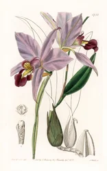 Orchid: variete de laelia - Placa gravada por S.Watts, a partir de uma ilustração de Sarah Anne Drake (1803-1857), do Botanical Register of Sydenham Edwards (1768-1819), Inglaterra