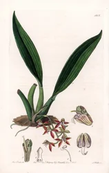 Orchid: variete of macradenia, nativa da Guiana - Placa gravada por S.Watts, de uma ilustração de Sarah Anne Drake (1803-1857), do Botanical Register of Sydenham Edwards (1768-1819), Inglaterra