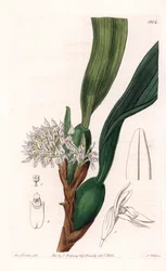 Orchid: variete of maxillaria, nativa da América do Sul - Placa gravada por S.Watts, de uma ilustração de Sarah Anne Drake (1803-1857), do Botanical Register of Sydenham Edwards (1768-1819), Inglaterra