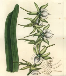 Orchid variete of the Indian Ocean Islands - Marfim angraecum orquídea, Angraecum eburneum. Gravura em chapa de cobre colorida à mão por S. Watts depois de uma ilustração de Miss Sarah Drake do Registo Botânico de Sydenham Edwards, Ridgeway, Londres.