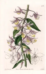 Orquídea: variedade de Dendrobium, nativa da Ásia - Placa gravada por S. Watts, de uma ilustração de Sarah Anne Drake (1803-1857), do Botanical Register of Sydenham Edwards (1768-1819), Inglaterra