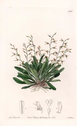 Orchid: variedade de epidendre - Placa gravada por S.Watts, de uma ilustração de Sarah Anne Drake (1803-1857), do Botanical Register of Sydenham Edwards (1768-1819), Inglaterra