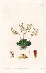 Orchid: variedade de epidendre - Placa gravada por S.Watts, de uma ilustração de Sarah Anne Drake (1803-1857), do Botanical Register of Sydenham Edwards (1768-1819), Inglaterra