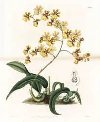 Orquídea: variedade de oncidium epífita do Brasil - Placa gravada por S. Watts, de uma ilustração de Sarah Anne Drake (1803-1857), do Botanical Register of Sydenham Edwards (1768-1819), Inglaterra